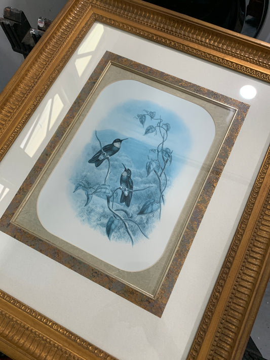 Hummingbird Print (2), Gould