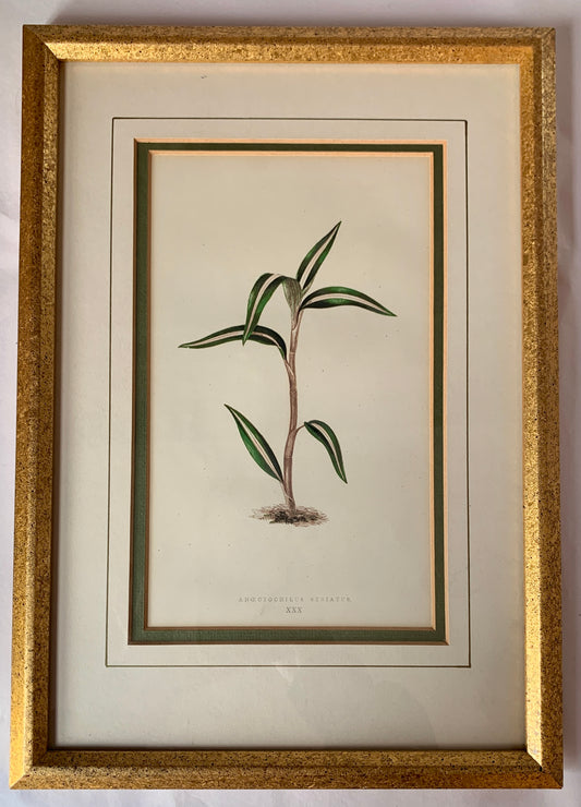 Vintage Botanical Print