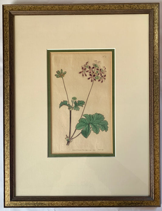 SUPER Antique Botanical Print!