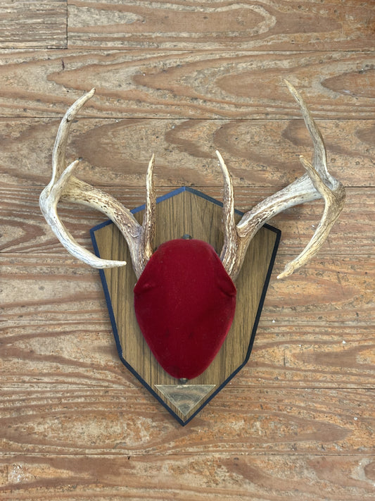 Mounted Antlers