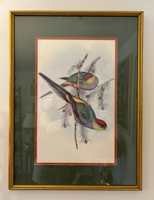 Framed Print: Red-Capped Parakeet