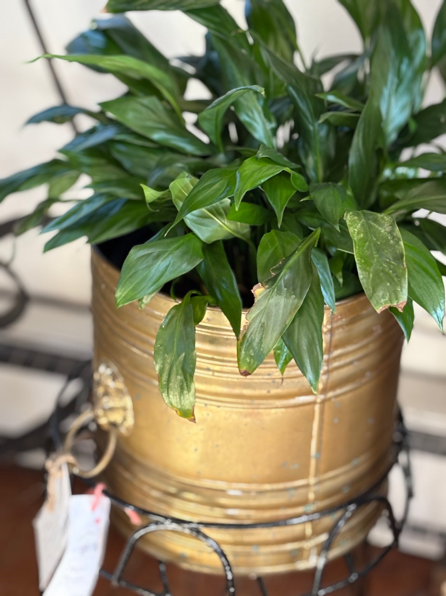 Vintage Brass Lion Handle Planter