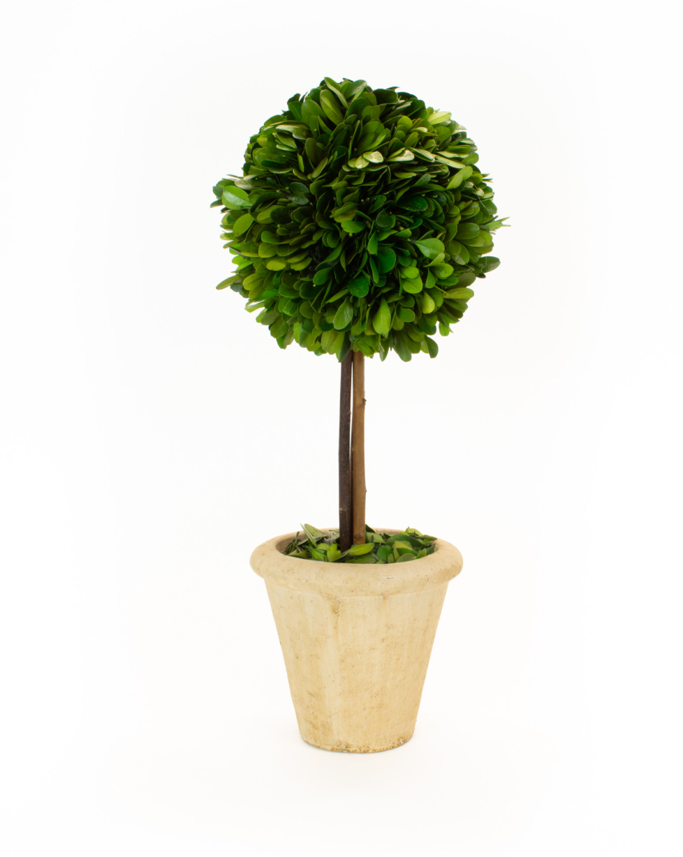 Preserved Boxwood Topiary, 16"