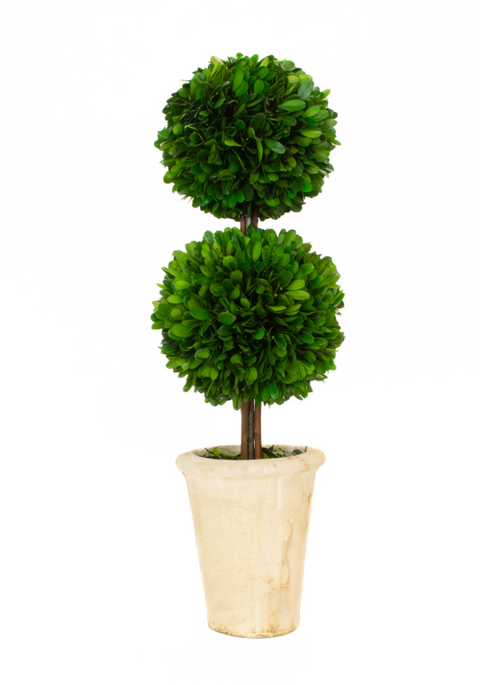 Preserved Boxwood Topiary, 20"