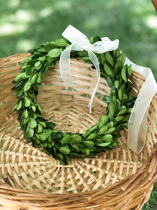 Preserved Boxwood Wreath, Round w/Ribbon 8”